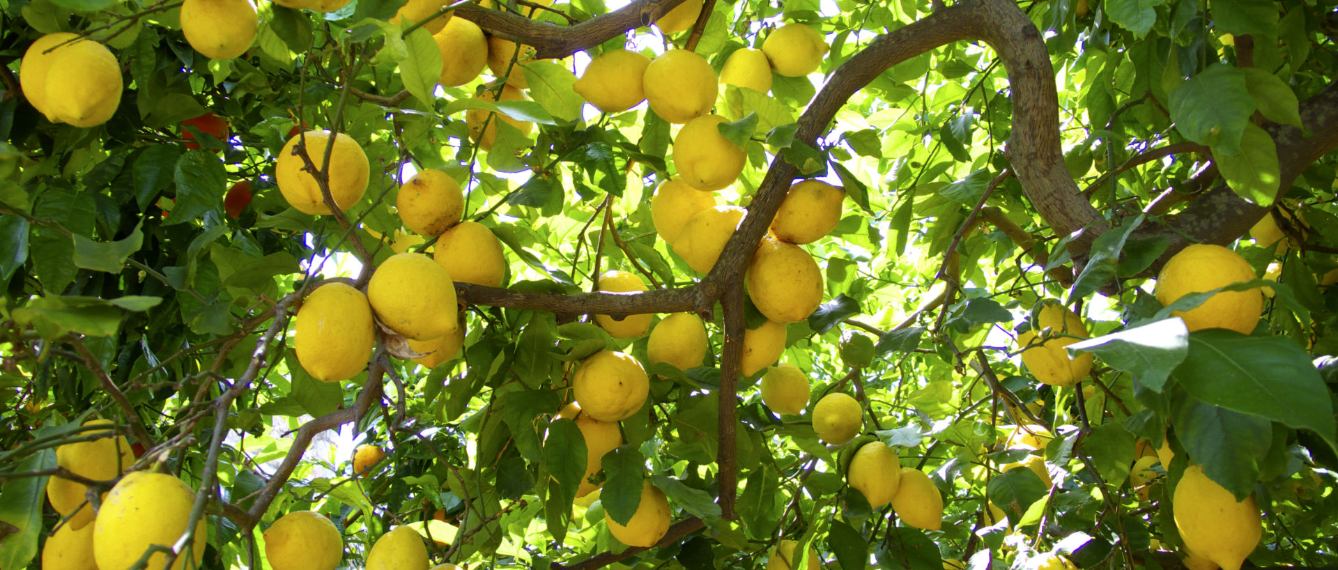 citron på gren